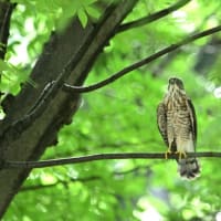 まず見つかったのはこの１羽だけ、ツミの若鳥。