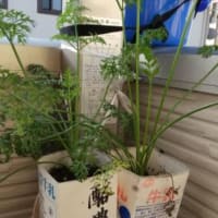 牛乳パックで人参栽培 種まき 狭い庭で野菜を育てます 牛乳パックで人参栽培 種まき 狭い庭で野菜を育てます