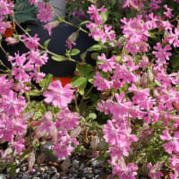 春～初夏の花：袋撫子