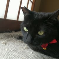 梅雨の中休みも明日までか...