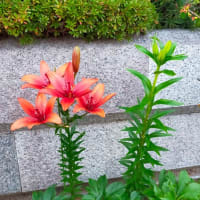 小次郎と夏の草花－スカシユリ（透百合）－