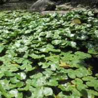 大和１３佛霊場巡り　第4回目　まずは　當麻寺・中之坊へ