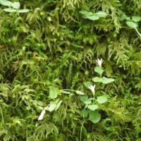 男池園地　～タニギキョウが可愛く～　2025/05/19