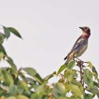 朝の散歩中にコムクドリ