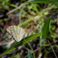 ミドリヒョウモン