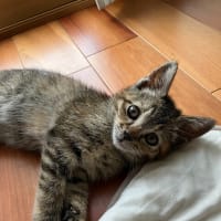 むぎちゃん　里親さん募集中！