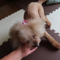 キキちゃんは84才おババワンですナ～(^^)