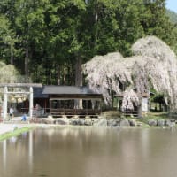 幽玄なたたずまい青屋神明神社の枝垂れ桜