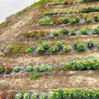 「地域ぐるみでむらじゅう花ざかり事業」の大日向区の花畑の風景＆穂高広域施設組合理事者会・議会臨時会