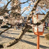 この時期に何と桜が・・・(;ﾟロﾟ)