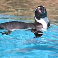 ペンギンさん