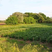 〇5/18　アイポイント農園報告　　ジャガイモは一応順調です。作業はサツマイモ植え。