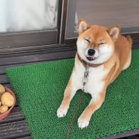 ほったらかしの庭でも楽しく収穫