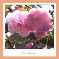 八重桜と桜の違いについて