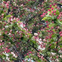 桜の塩漬け作ってみた