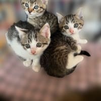 さくらうめゆきシンバ