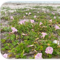 『ハマヒルガオ』…布土海岸
