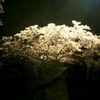 夜桜・１