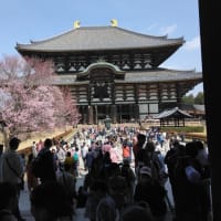 今日の奈良公園の桜です。
