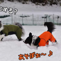 帰ろうとしない子たち🤣