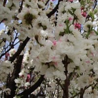 飯坂温泉 花桃の公園