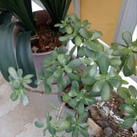 今日はどの植物ちゃんにしようかなぁー？