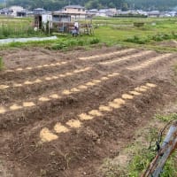 蛍の季節