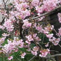 桜満開の桜