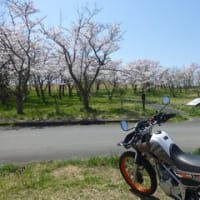 桜の季節　三本木