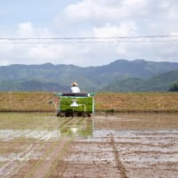 コシヒカリの田植え１回目