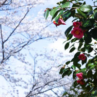 願はくは花の下にて … 陸奥の国・岩手県平泉と盛岡の旅(番外編)