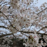 今年のサクラ