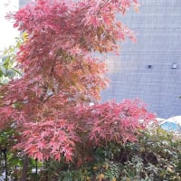 冬の花