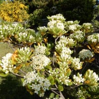 横浜港の花