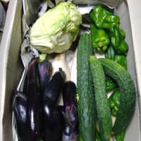 田舎の従姉妹から野菜が届いた❣️　2025/06/24