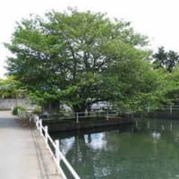 梶原の池