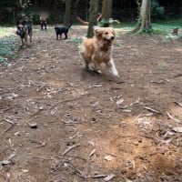 森のドッグランに行ってきました