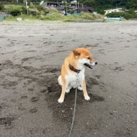 かわいがってくれた生徒の乗る船を見つめる柴犬ひのき