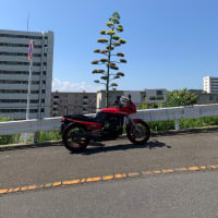竜舌蘭