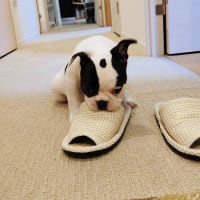 生後75日今日のイタズラは。。。