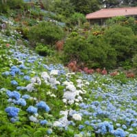 雨の晴れ間にあじさい園へ