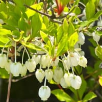 靴下編みと段数カウンターと三色団子