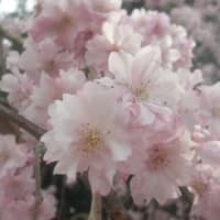 桜吹雪がとっても綺麗
