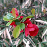 春の花々が楽しみだわ