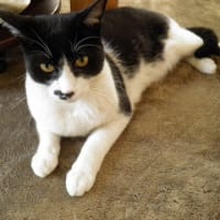 新年のご挨拶