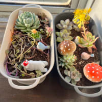 朝日をあびた多肉植物❣️