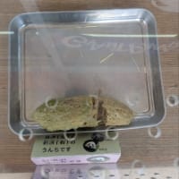 アドベンチャーワールド