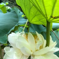 蓮の花