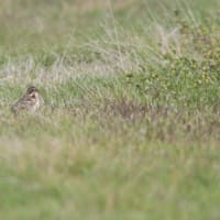 チュウサギとホオアカ