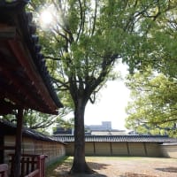 【京都幕間旅情】東寺,日常の中に非日常の国際報道を思い浮かべて